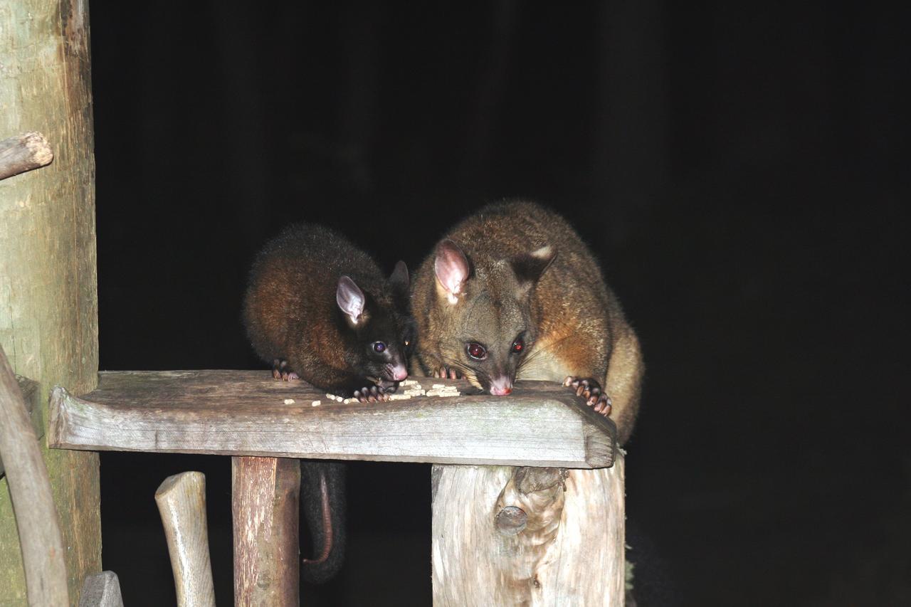 Wombat Cabin Villa Moina Esterno foto