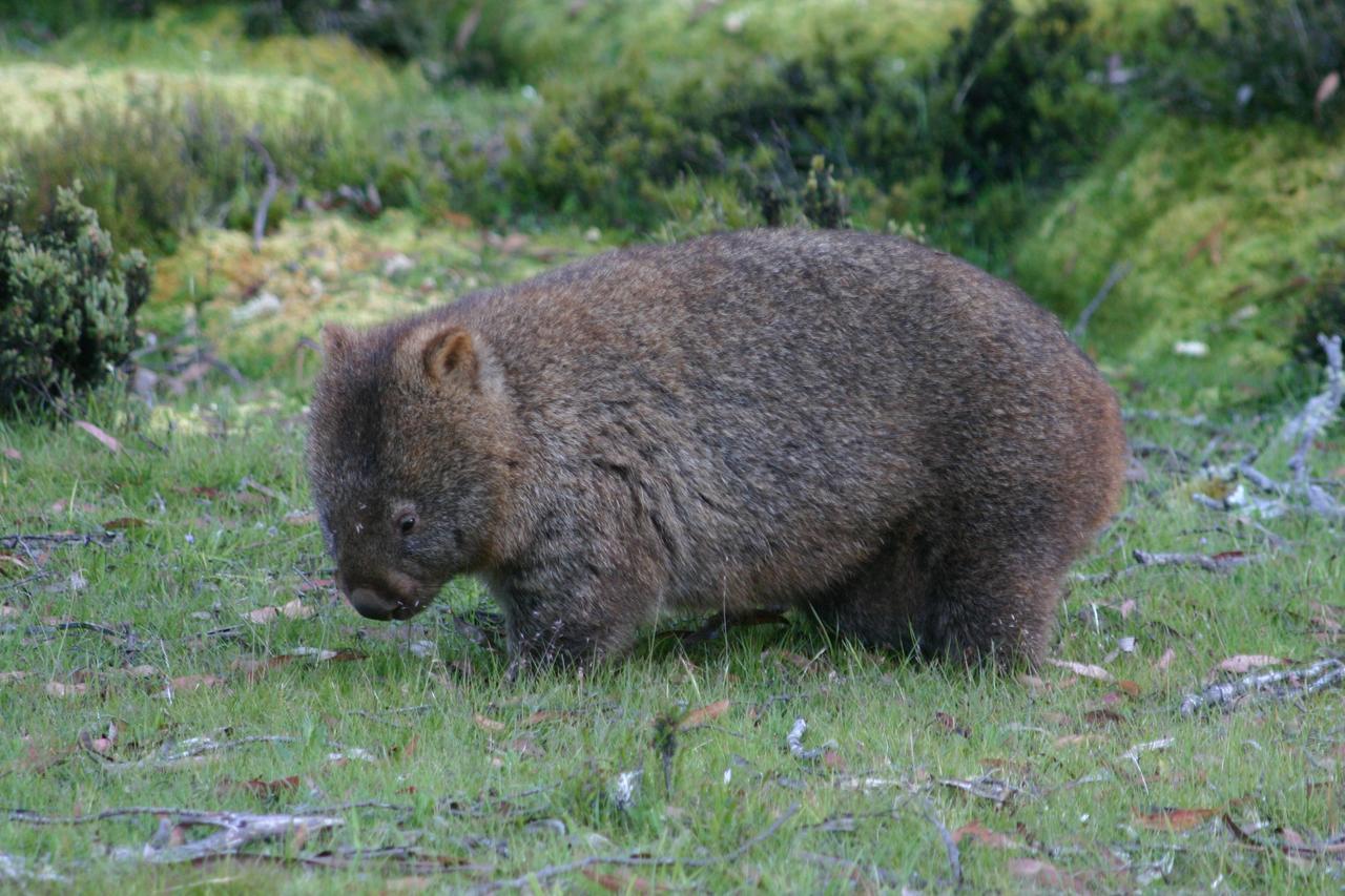 Wombat Cabin Villa Moina Esterno foto