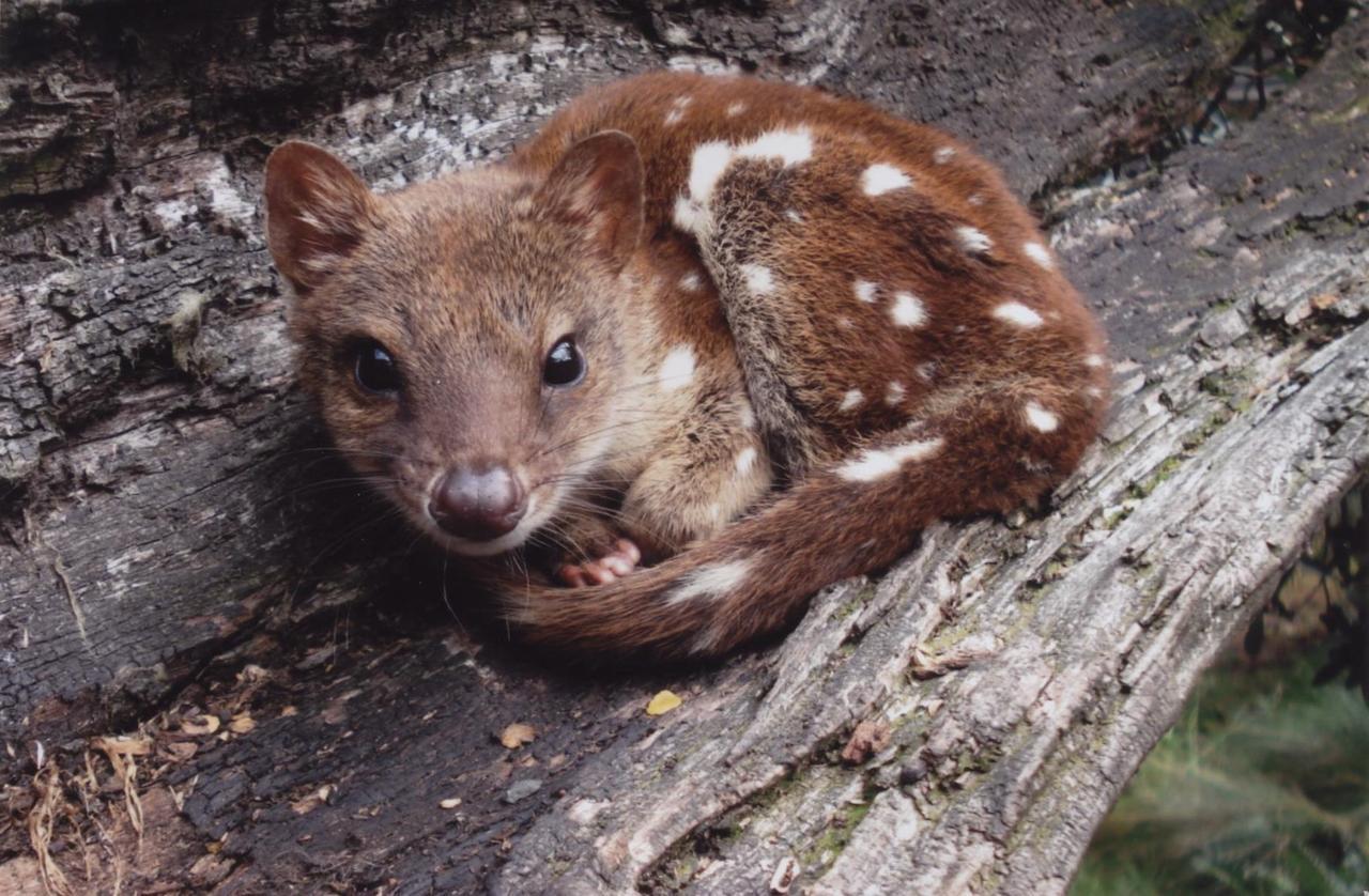 Wombat Cabin Villa Moina Esterno foto