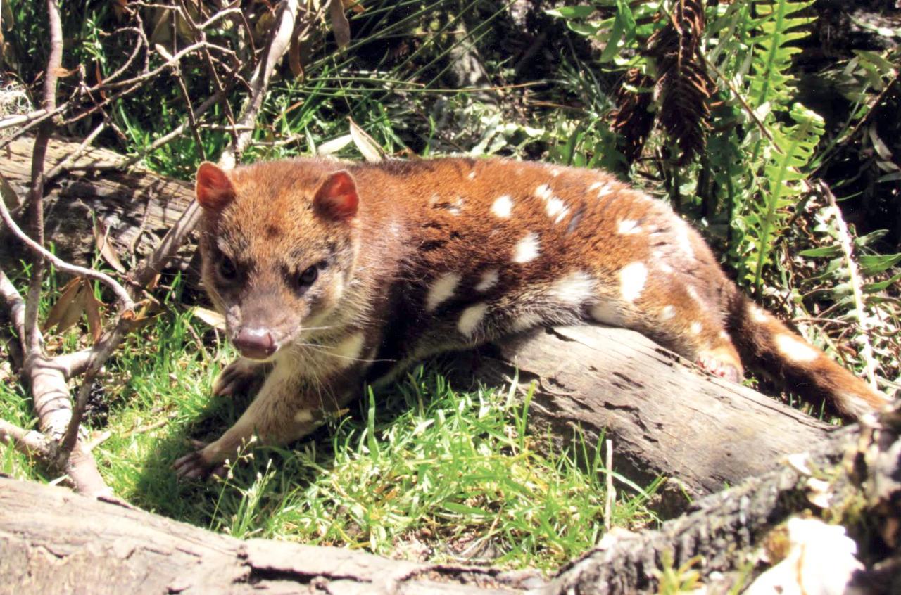 Wombat Cabin Villa Moina Esterno foto