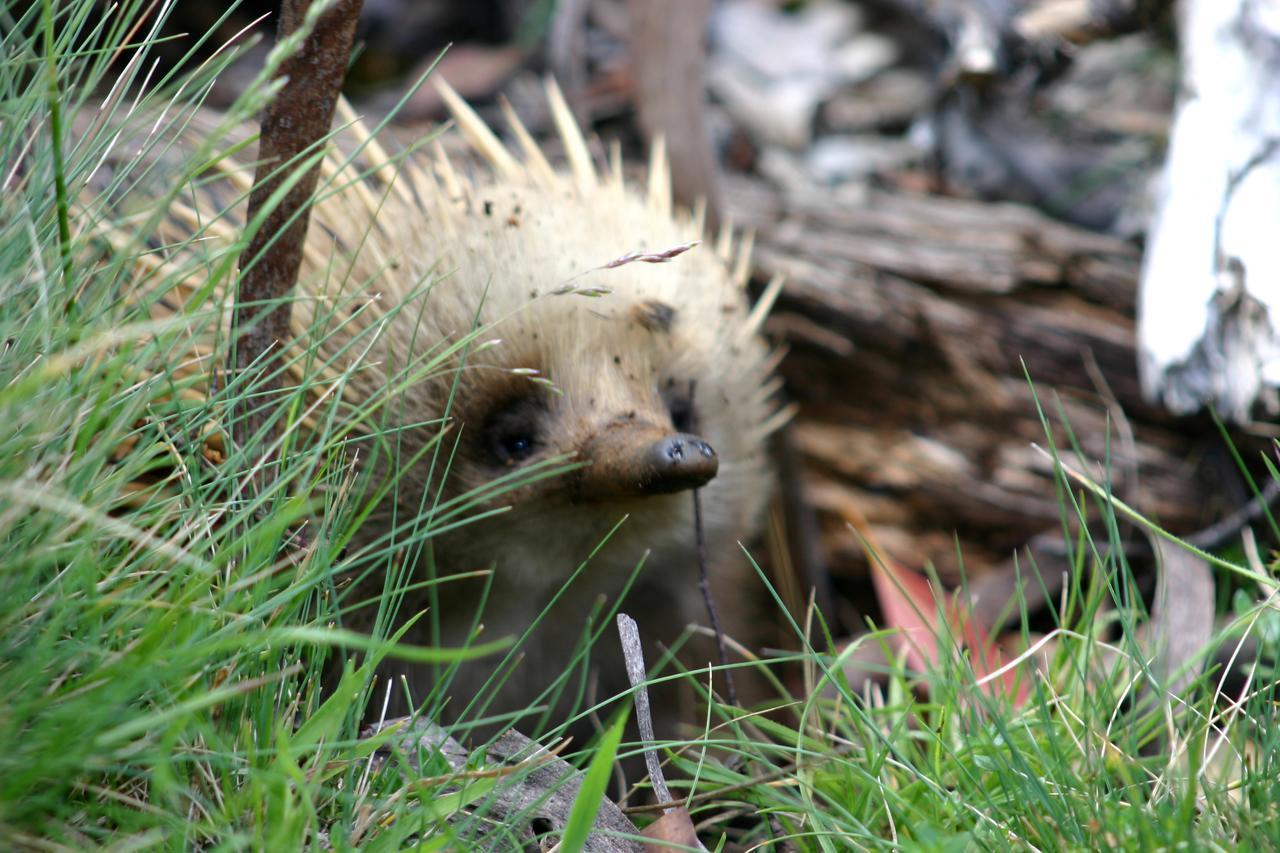 Wombat Cabin Villa Moina Esterno foto