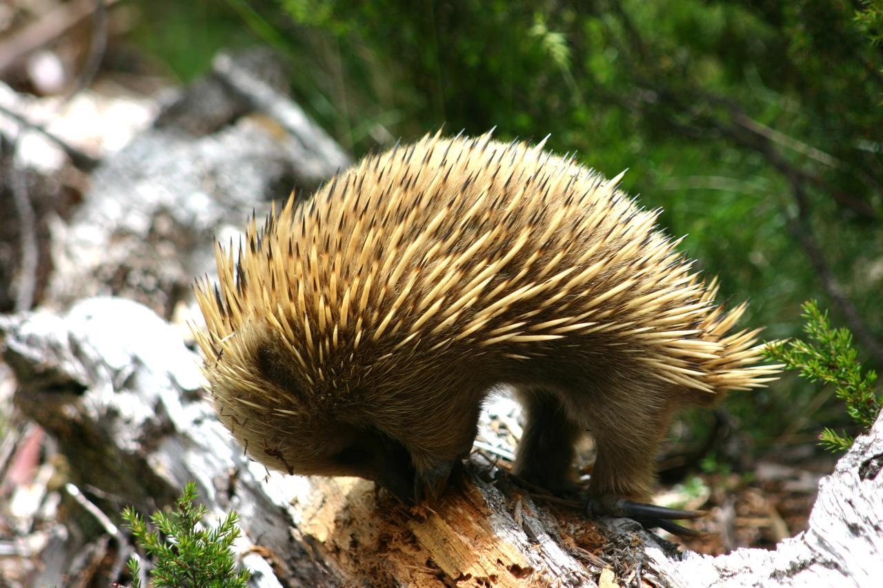 Wombat Cabin Villa Moina Esterno foto