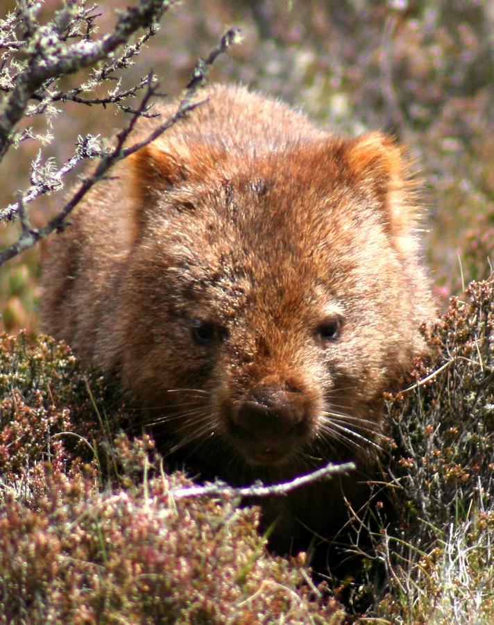Wombat Cabin Villa Moina Esterno foto